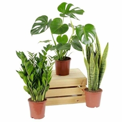 set de plantas para regalar