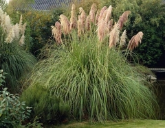 Grupo de Cortaderia selloana, también conocida como pampa, con espigas de tonos suaves en un jardín verde