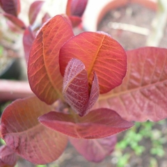 Árbol Cotinus en otoño
