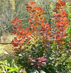 Hojas coloridas de Cotinus Coggygria