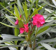 Flores rosas de adelfa con hojas verdes brillantes.