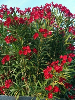 laurel de flor rojo