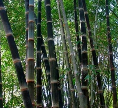 cañas de Dendrocalamus asper