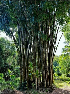 hojas de Bambú Gigante