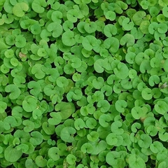 dichondra cesped 