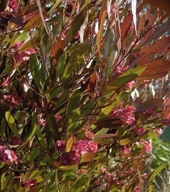 Ramas de Dodonea Viscosa Purpurea con flores rosadas y hojas verdes brillantes.