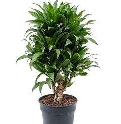 dracena fragans compacta