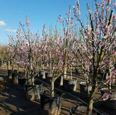 Árboles de gran porte en macetas, con flores rosadas, en un vivero al aire libre bajo un cielo azul.