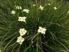 Flores de Dietes bicolor, blancas y amarillas, en jardín soleado