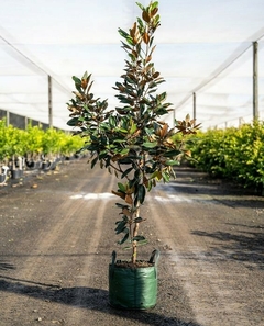 follaje de Magnolia grandiflora