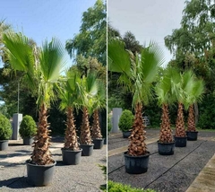 Ejemplares de palmeras Washingtonia Filifera en macetas, con troncos robustos y hojas verdes brillantes