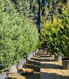 Ejemplares de Leylandii en macetas, demostrando su frondosidad y crecimiento rápido.