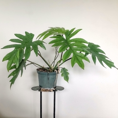 planta tropical philodendro