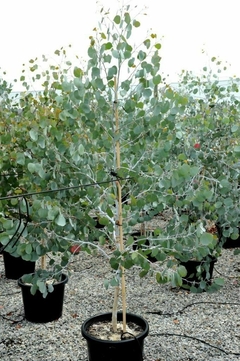 Árbol de Eucalyptus Cinerea con su follaje plateado.
