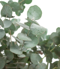 Detalle de las hojas redondas y aromáticas del Eucalyptus Cinerea.