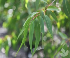 Detalle de las hojas verdes del Eucalyptus Camaldulensis.
