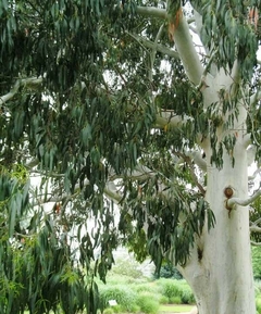 Árbol de Eucalyptus Camaldulensis en un paisaje natural.