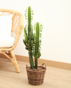 euphobia trigona cactus