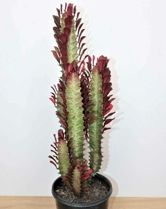 euphorbia rubra cactus