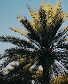 palmeras de exterior resistentes al sol