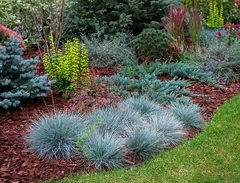 Jardín con diversas gramíneas, incluyendo festuca glauca, y plantas ornamentales, sobre un lecho de corteza.