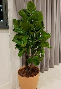 ficus pandurata bambino