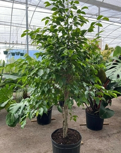 ficus benjamina mediano trenzado