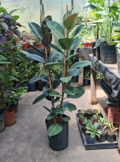 Ficus elastica, planta de gran tamaño en maceta negra, ideal para decoración de espacios amplios.