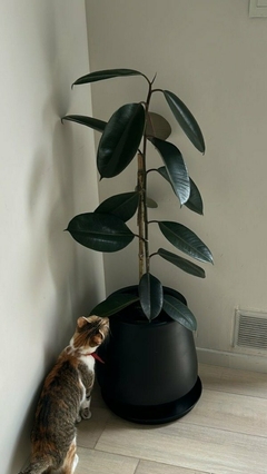 ficus elastica maceta