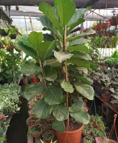 Ficus lyrata, también conocido como pandurata, con hojas grandes y brillantes en un vivero lleno de otras plantas.