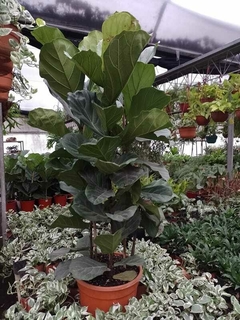 Ficus pandurata xl