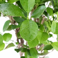 Ficus Ginseng precio