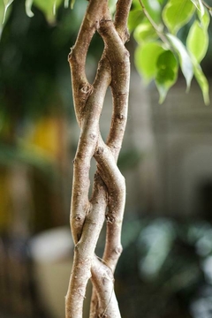 Tronco trenzado de una planta Ficus, mostrando su estructura única y detallada.