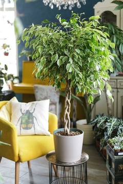 Planta Ficus Trenzado en una maceta, ubicada junto a un sillón amarillo y una decoración verde en el fondo.