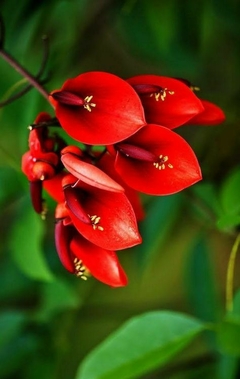 Ramas del Ceibo, árbol nacional de Argentina, con flores rojas intensas y hojas verdes.