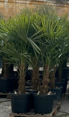 Palmeras Trachycarpus Fortunei en macetas, ideales para jardines y exteriores.