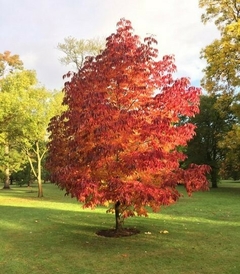 arbol fresno rojo comprar
