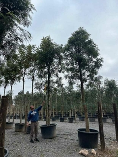 Ejemplar de grevillea robusta de gran porte en un vivero, rodeado de otros árboles grandes en macetas.