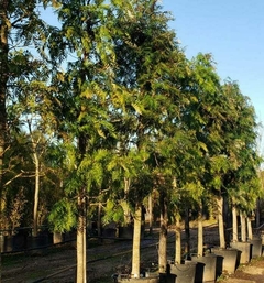 Grevillea Robusta, planta alta con hojas largas y verdes en macetas, ideal para jardines exóticos.