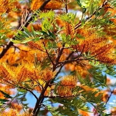 Grevillea Robusta en flor