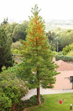 Grevillea Robusta en jardín