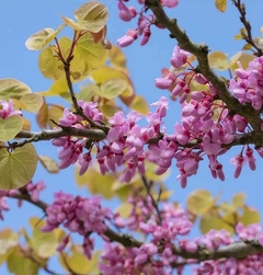 Cercis siliquastrum flor comprar