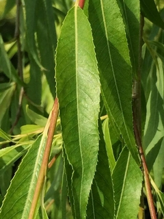 arbol con follaje colgante sauce llorón