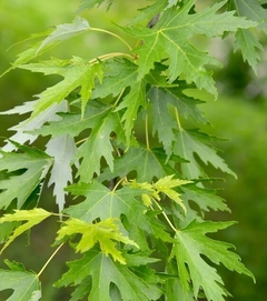 follaje de Acer saccharinum