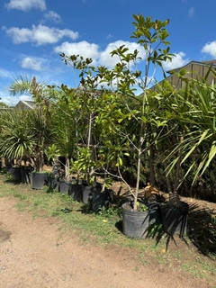 Ejemplar de Magnolia grandiflora en maceta, destacado por su follaje verde brillante, ideal para paisajismo en jardines amplios.