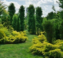 Juniperus chinensis 'Old Gold' - Elegancia Dorada para Tu Jardín