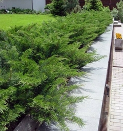 juniperus horizontalis green ornamental