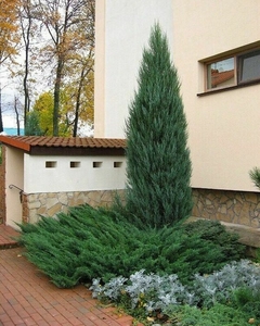 Juniperus scopulorum 'Blue Arrow' en jardín