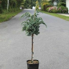 Juniperus squamata 'Meyeri' - Elegancia Plateada para Tu Jardín en internet