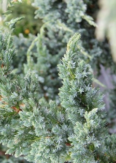 Juniperus squamata 'Meyeri' - Elegancia Plateada para Tu Jardín - comprar online